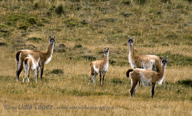 Guanacos